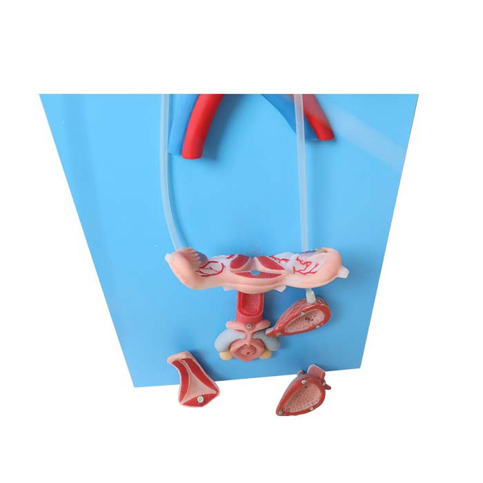 Sieviešu reproduktīvās sistēmas anatomijas modelis