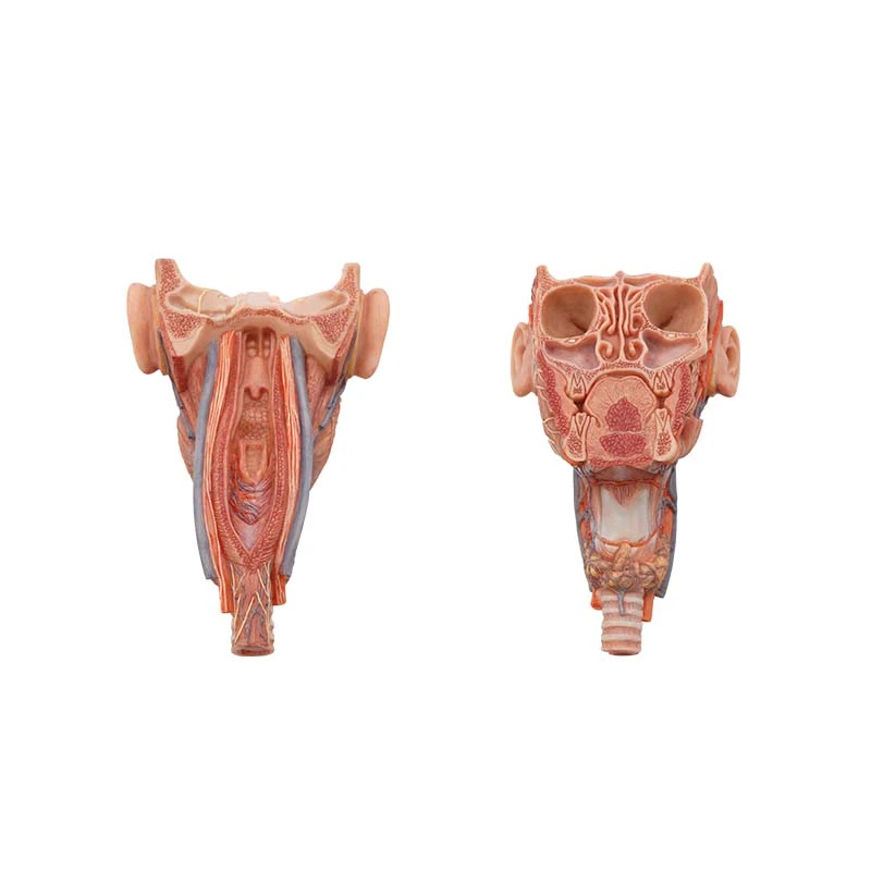 Pharynx Anatomy Model Pharynx Anatomy Model