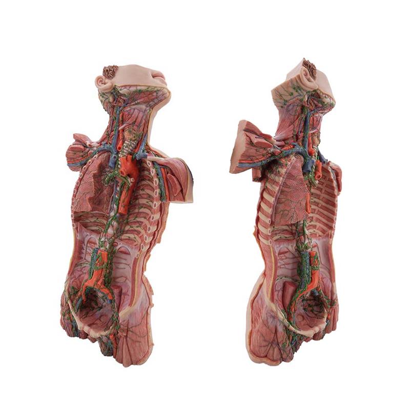 Lymphatic Ducts Model Lymphatic Ducts Model
