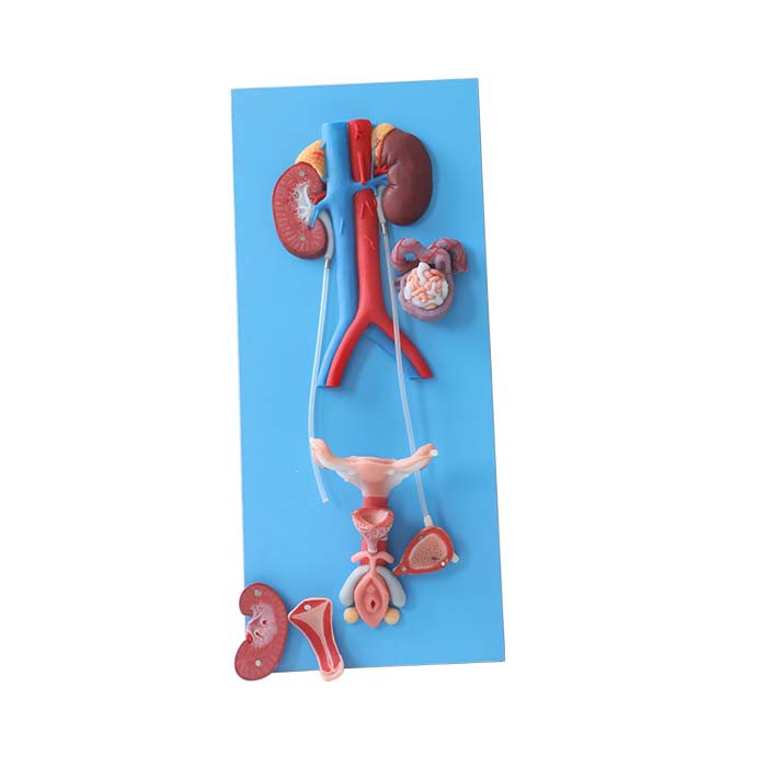 soft female reproductive system anatomy model soft female reproductive system anatomy model