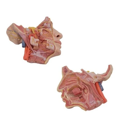 Cilvēka sejas nerva anatomijas modelis
