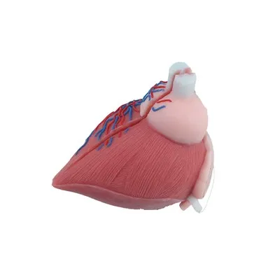 Cilvēka urīnpūšļa anatomijas modelis
