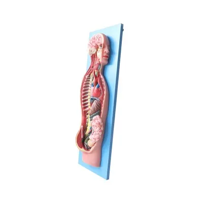 Simpātisko nervu anatomijas modelis